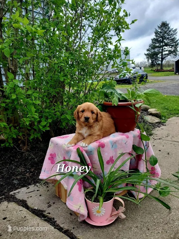Honey – Goldador puppy for sale in Auburn, NY