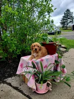 Honey, a female Goldador for sale in Auburn, NY – 1 of 1
