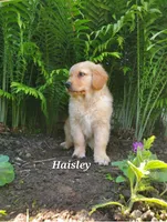 Haisley , a female Goldador for sale in Auburn, NY – 1 of 1