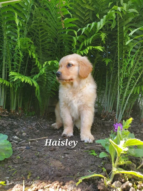 Haisley – Goldador puppy for sale in Auburn, NY