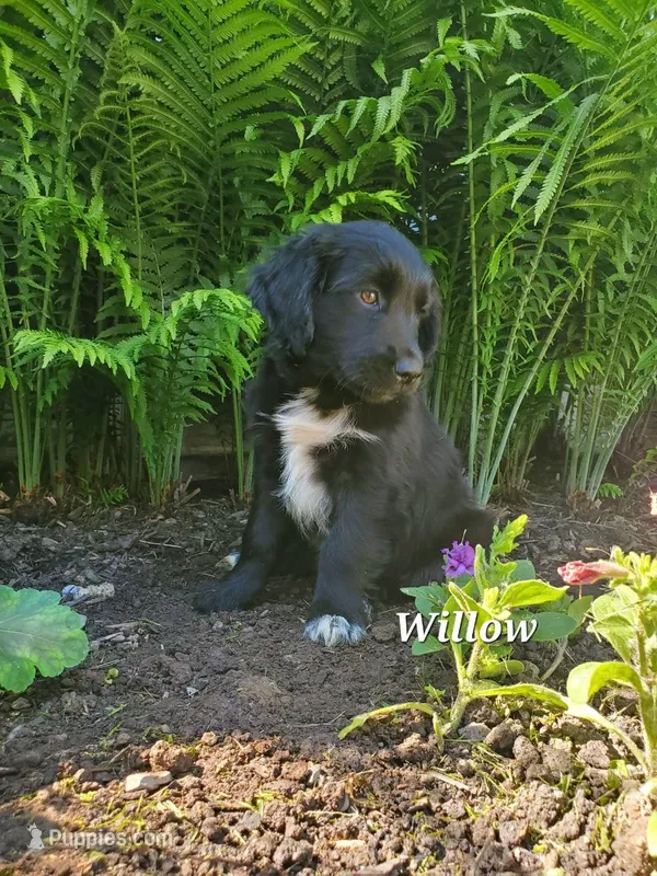 Willow – Goldador puppy for sale in Auburn, NY