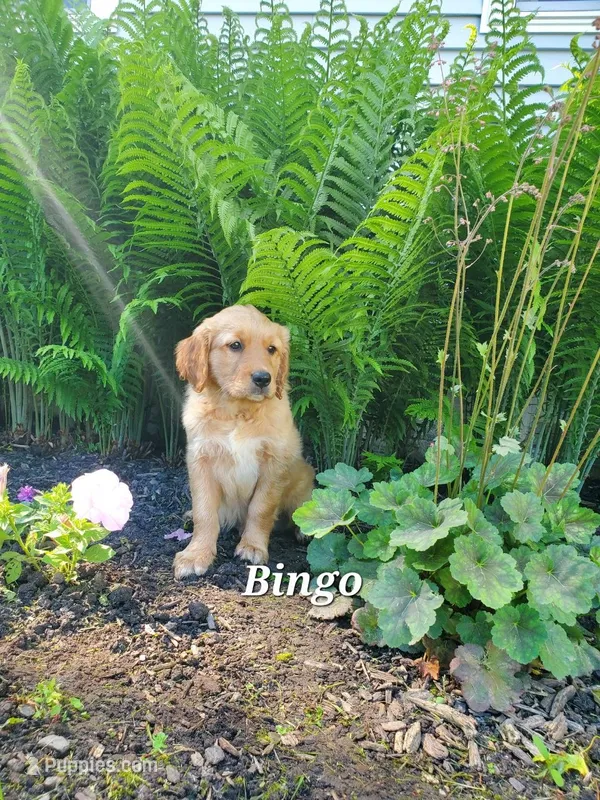 Bingo – Goldador puppy for sale in Auburn, NY
