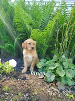 Bingo, a male Goldador for sale in Auburn, NY – 1 of 1