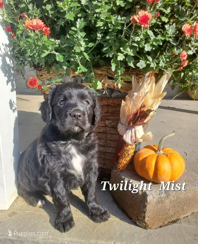 Twilight Mist – Goldador puppy for sale in Auburn, NY