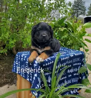 Frederick , a male Goldador for sale in Auburn, NY – 1 of 1