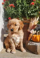 Paisley, a female Goldador for sale in Auburn, NY – 2 of 2