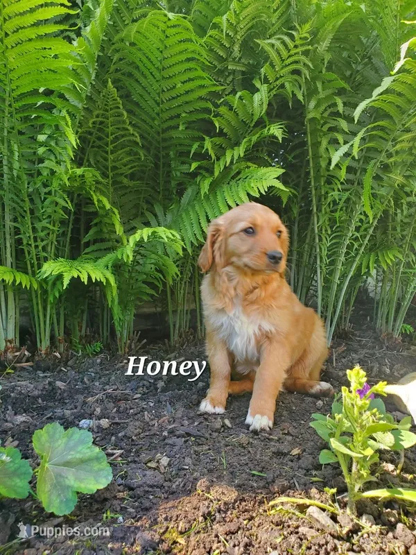 Honey – Goldador puppy for sale in Auburn, NY