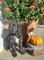 Twilight Mist, a female Goldador for sale in Auburn, NY – 2 of 2