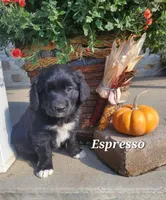 Expresso, a male Goldador for sale in Auburn, NY – 2 of 3