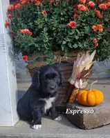 Expresso, a male Goldador for sale in Auburn, NY – 3 of 3