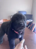 Sweet pea, Oliver,Bella and Maria, a female Newfoundland for sale in Saint Charles, MO – Photo 3 of 10
