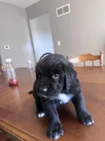 Sweet pea, Oliver,Bella and Maria, a female Newfoundland for sale in Saint Charles, MO – Photo 4 of 10