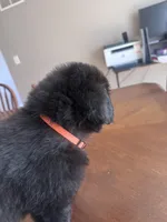 Sweet pea, Oliver,Bella and Maria, a female Newfoundland for sale in Saint Charles, MO – Photo 10 of 10