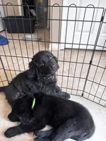 Sweet pea, Oliver,Bella and Maria, a female Newfoundland for sale in Saint Charles, MO – Photo 6 of 10