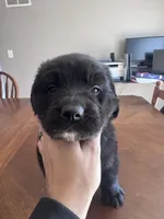 Sweet pea, Oliver,Bella and Maria, a female Newfoundland for sale in Saint Charles, MO – Photo 2 of 10