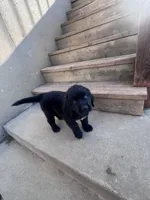 Sweet pea, Oliver,Bella and Maria, a female Newfoundland for sale in Saint Charles, MO – Photo 9 of 10
