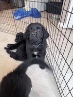 Sweet pea, Oliver,Bella and Maria, a female Newfoundland for sale in Saint Charles, MO – Photo 8 of 10