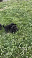Sweet pea, Oliver,Bella and Maria, a female Newfoundland for sale in Saint Charles, MO – Photo 7 of 10