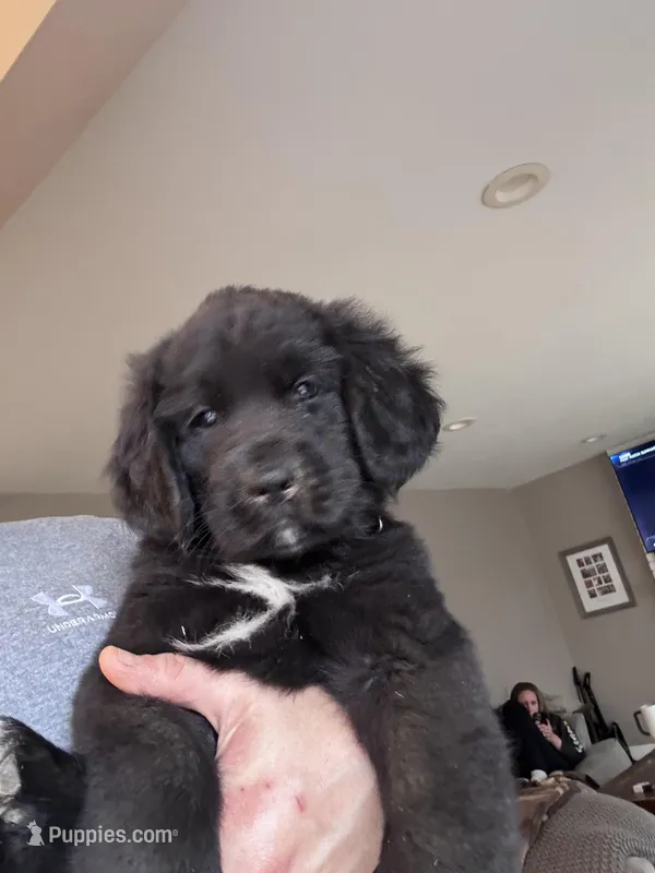 Sweet pea, Oliver,Bella and Maria – Newfoundland puppy for sale in Saint Charles, MO