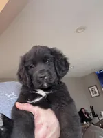 Sweet pea, Oliver,Bella and Maria, a female Newfoundland for sale in Saint Charles, MO – Photo 1 of 10