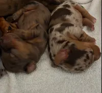 DOXIE, a male Dachshund for sale in Milwaukee, WI – 3 of 3