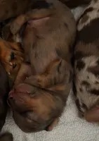 DOXIE, a male Dachshund for sale in Milwaukee, WI – 1 of 3
