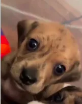 DOXIE – Dachshund puppy for sale in Milwaukee, WI