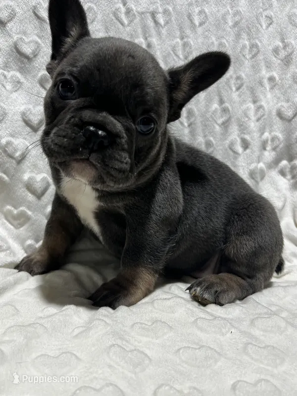 Charlie – French Bulldog puppy for sale in Middlebury, IN