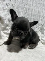 Charlie, a male French Bulldog for sale in Middlebury, IN – Photo 5 of 5