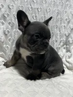 Charlie, a male French Bulldog for sale in Middlebury, IN – Photo 2 of 5