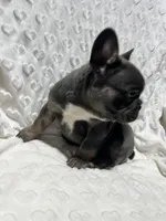 Charlie, a male French Bulldog for sale in Middlebury, IN – Photo 3 of 5