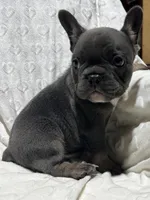 Charlie, a male French Bulldog for sale in Middlebury, IN – Photo 4 of 5