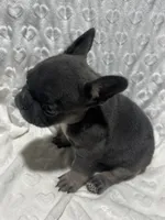 Lola, a female French Bulldog for sale in Middlebury, IN – Photo 4 of 5