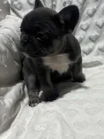 Lola, a female French Bulldog for sale in Middlebury, IN – Photo 3 of 5