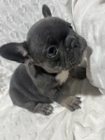 Lola, a female French Bulldog for sale in Middlebury, IN – Photo 2 of 5