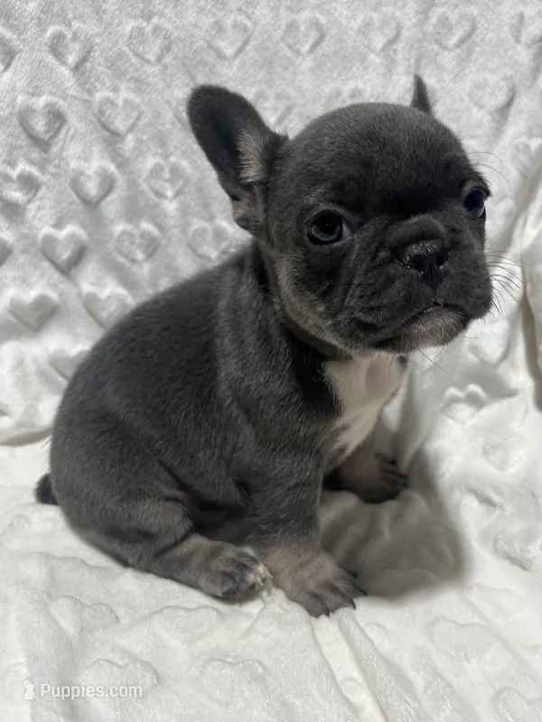 Lola – French Bulldog puppy for sale in Middlebury, IN