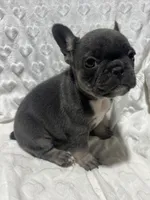 Lola, a female French Bulldog for sale in Middlebury, IN – Photo 1 of 5