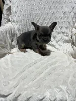 Max, a male French Bulldog for sale in Middlebury, IN – Photo 4 of 5