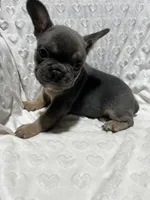 Max, a male French Bulldog for sale in Middlebury, IN – Photo 2 of 5
