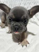 Max, a male French Bulldog for sale in Middlebury, IN – Photo 5 of 5