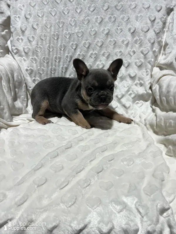 Max – French Bulldog puppy for sale in Middlebury, IN