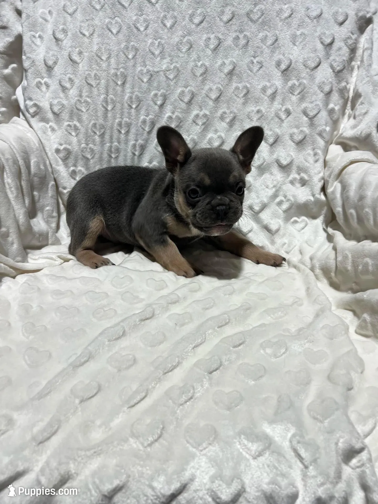 Max – French Bulldog puppy for sale in Middlebury, IN