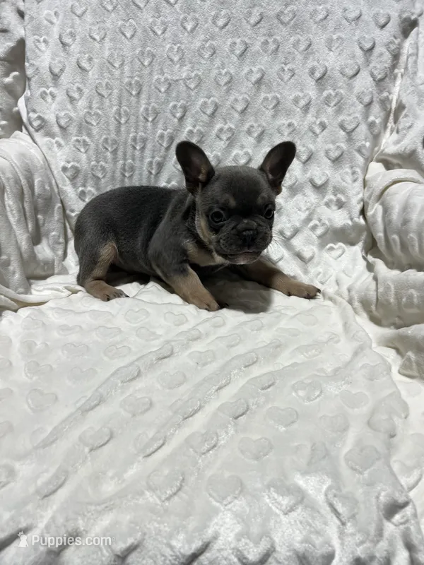 Max – French Bulldog puppy for sale in Middlebury, IN