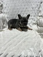 Max, a male French Bulldog for sale in Middlebury, IN – Photo 1 of 5