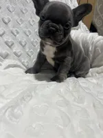 Jasper, a male French Bulldog for sale in Middlebury, IN – Photo 5 of 5