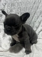 Jasper, a male French Bulldog for sale in Middlebury, IN – Photo 3 of 5