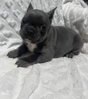 Jasper, a male French Bulldog for sale in Middlebury, IN – Photo 4 of 5