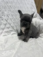 Jasper, a male French Bulldog for sale in Middlebury, IN – Photo 2 of 5