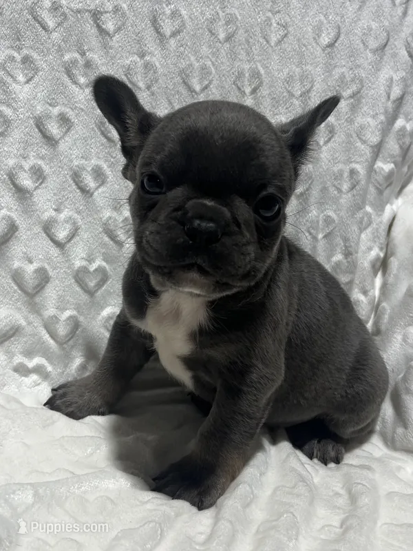 Jasper – French Bulldog puppy for sale in Middlebury, IN