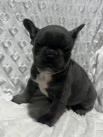 Jasper, a male French Bulldog for sale in Middlebury, IN – Photo 1 of 5